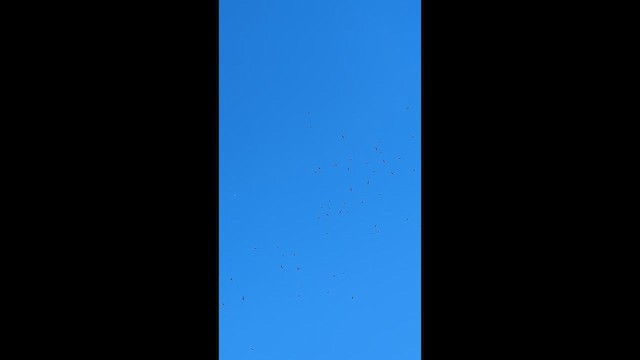 Turkey Vulture - ML643180531