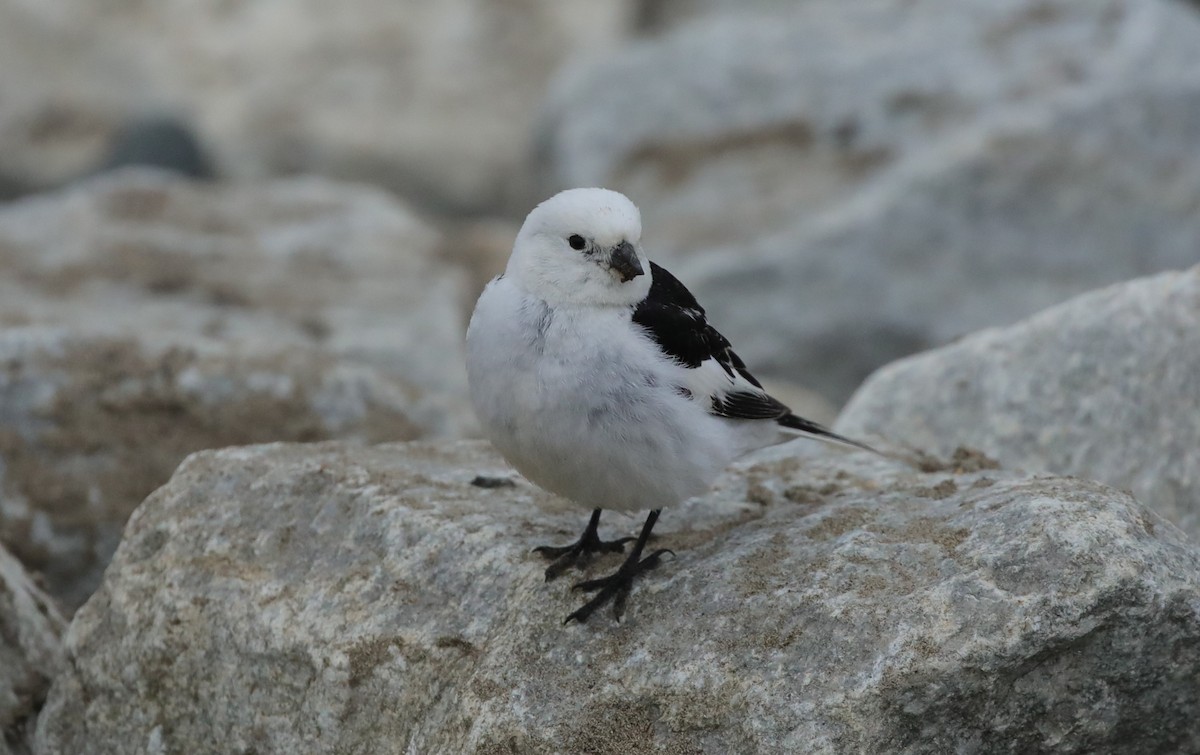Snow Bunting - ML643180532