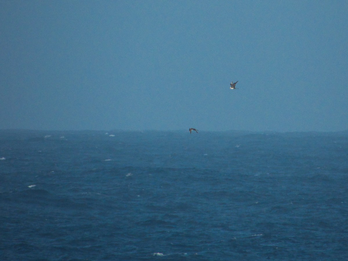 Marikaka isatsbihurra - ML643180566