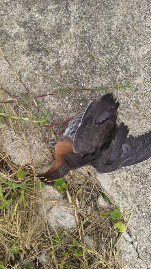 damrikse - ML643180574