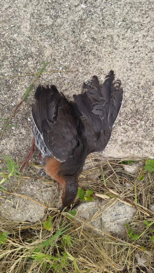 damrikse - ML643180576