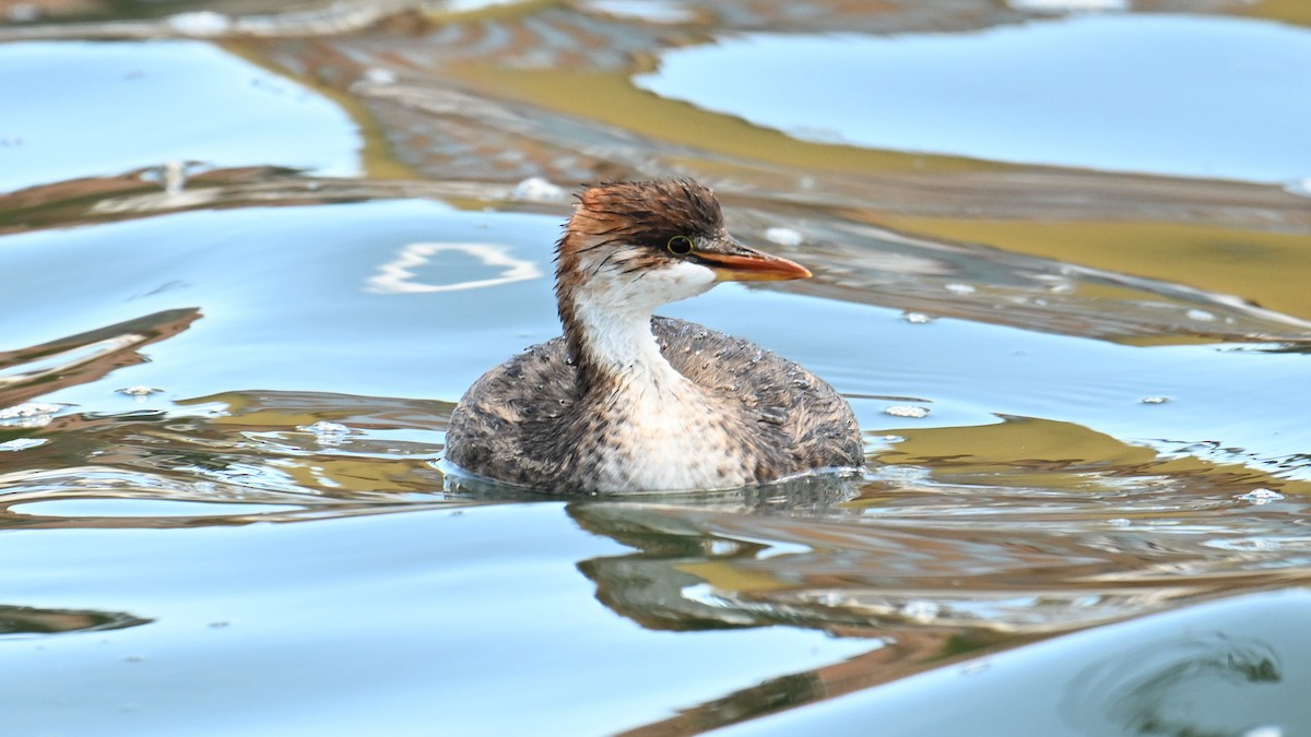 Titicaca Grebe - ML643180606