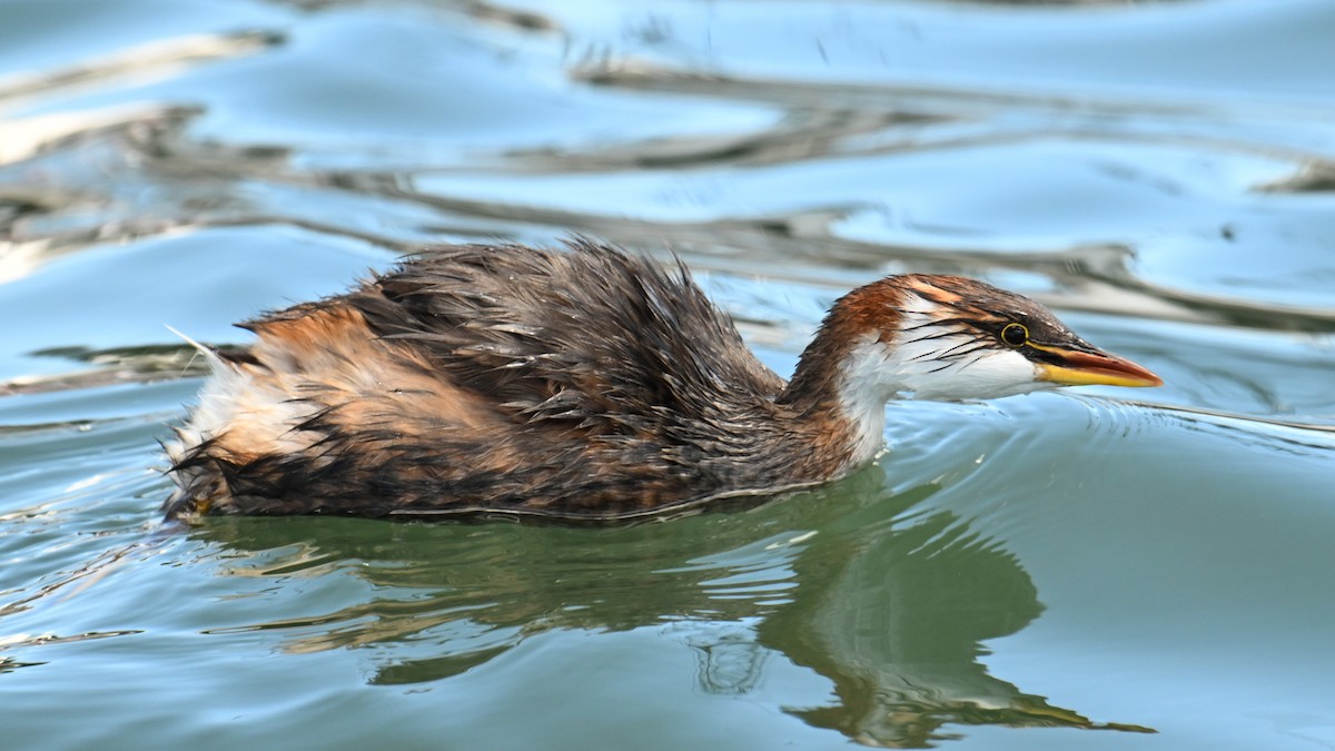 Titicaca Grebe - ML643180611