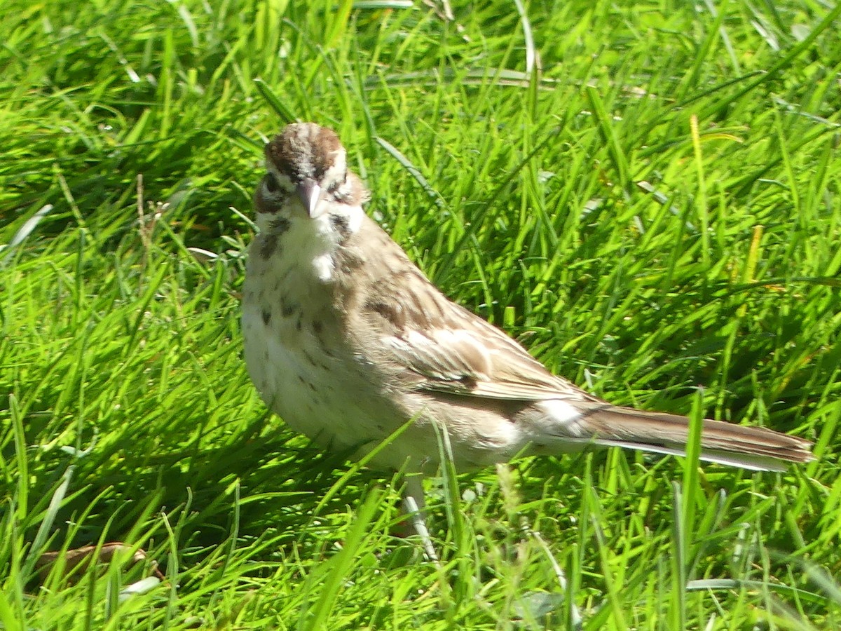 Lark Sparrow - ML643180612