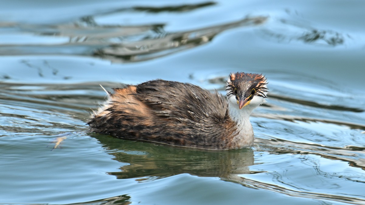 Titicaca Grebe - ML643180614