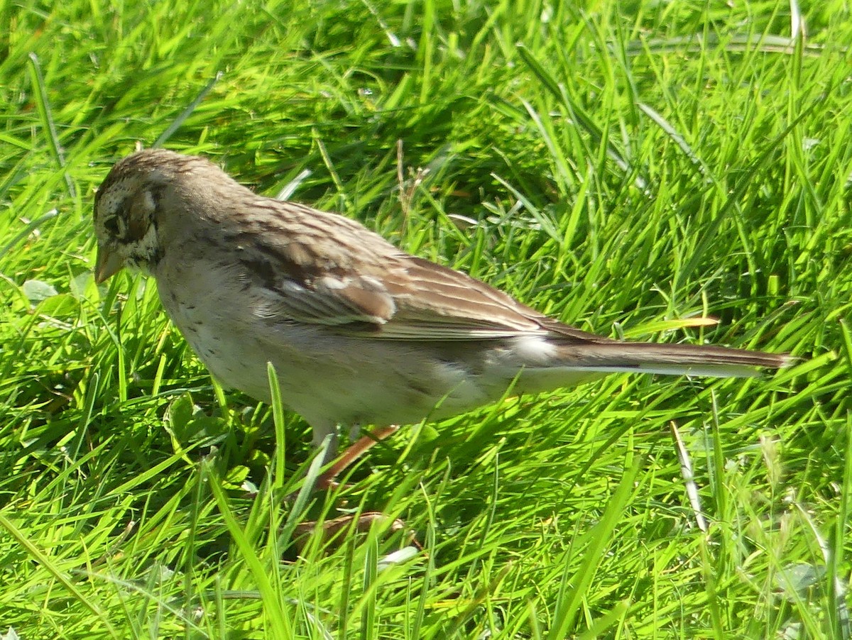 Lark Sparrow - ML643180616