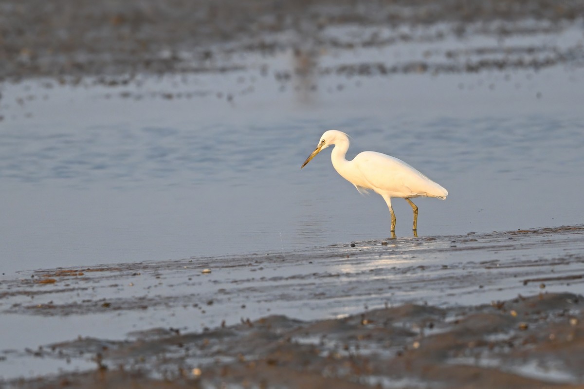 Chinese Egret - ML643180617