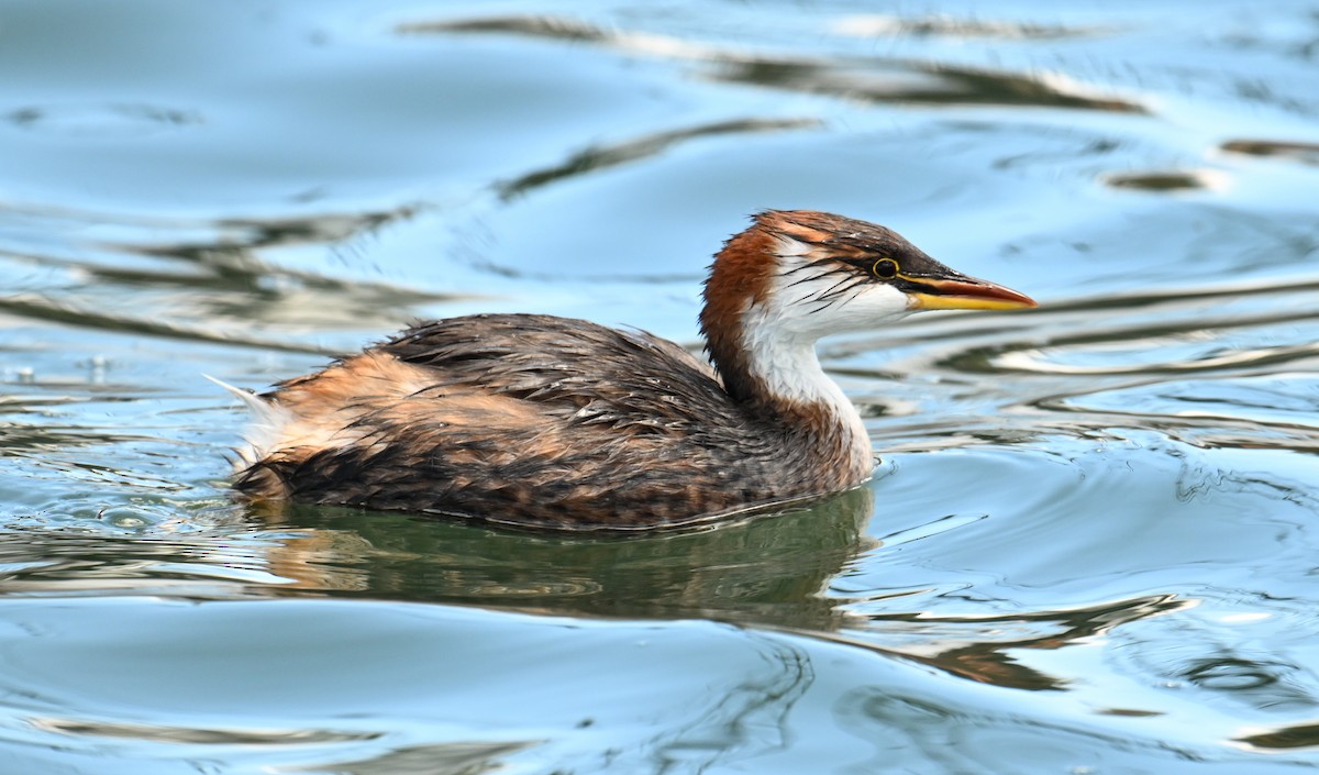 Titicaca Grebe - ML643180618