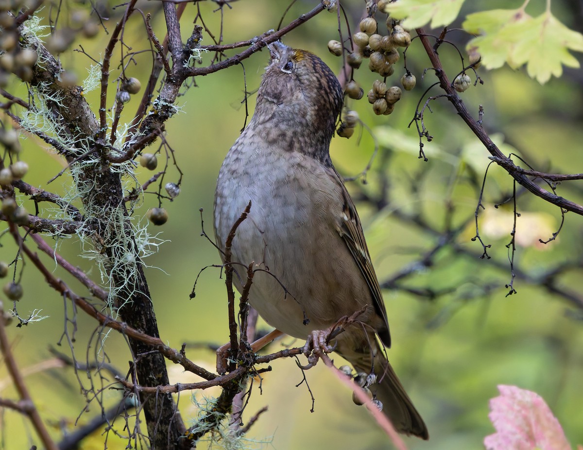 Golden-crowned Sparrow - ML643180620
