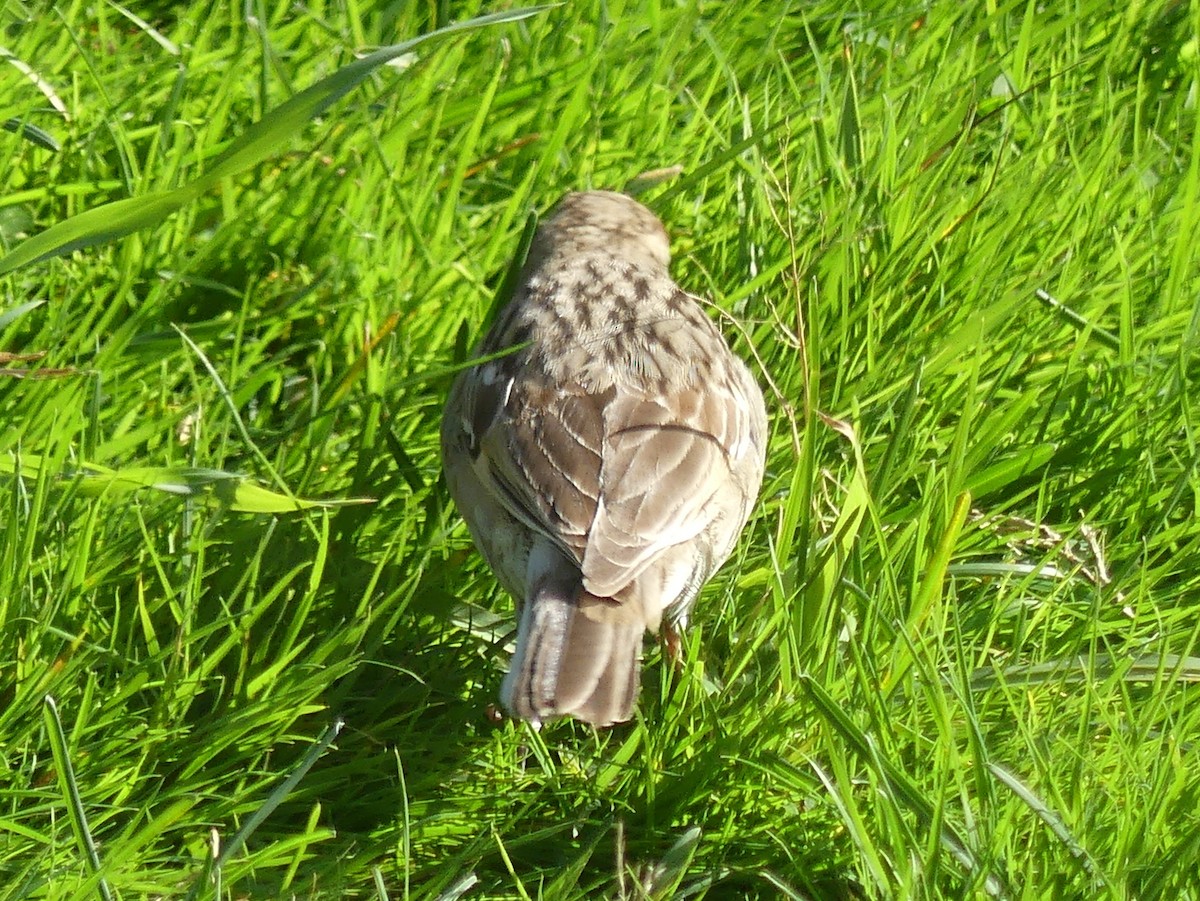 Lark Sparrow - ML643180621