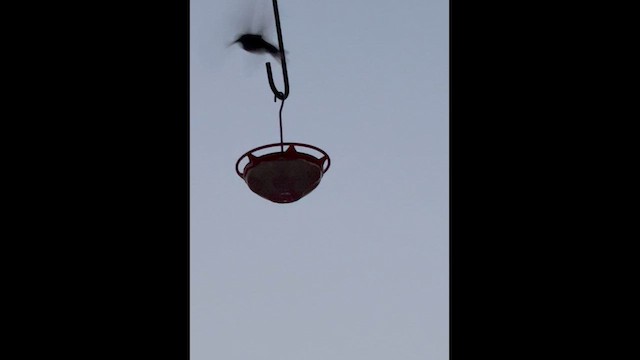 Broad-tailed Hummingbird - ML643180622