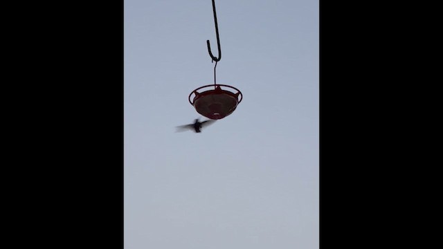 Broad-tailed Hummingbird - ML643180625