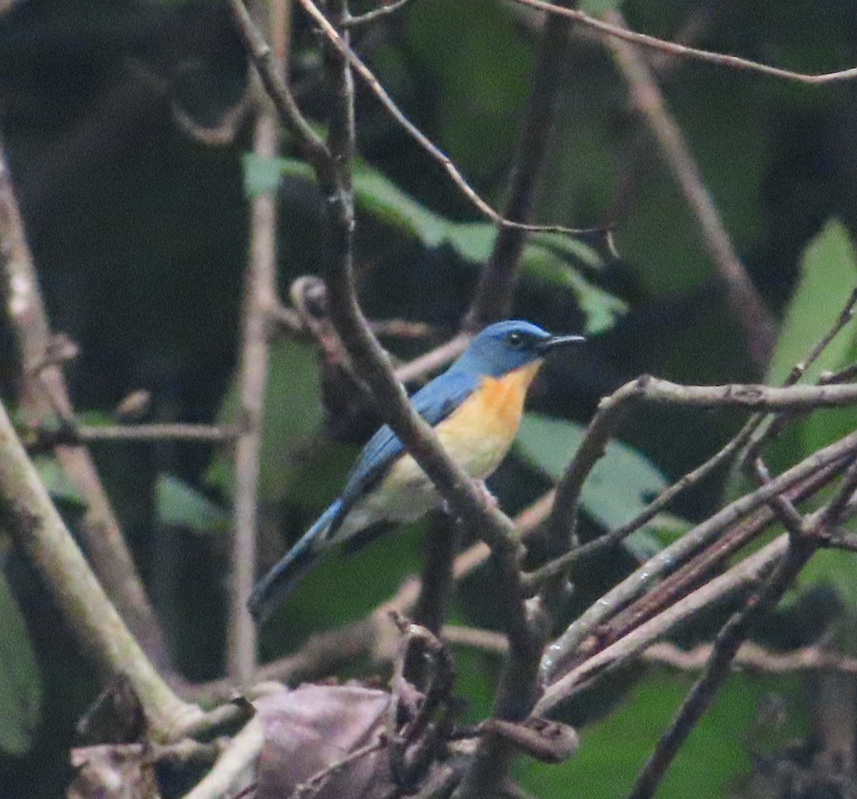 Tickell's Blue Flycatcher - ML643180637