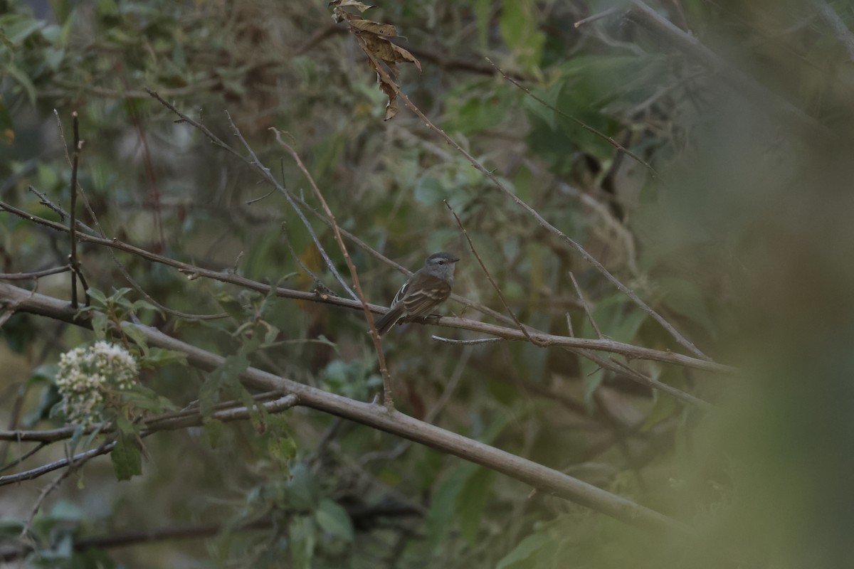 Marañon Tyrannulet - ML643180642