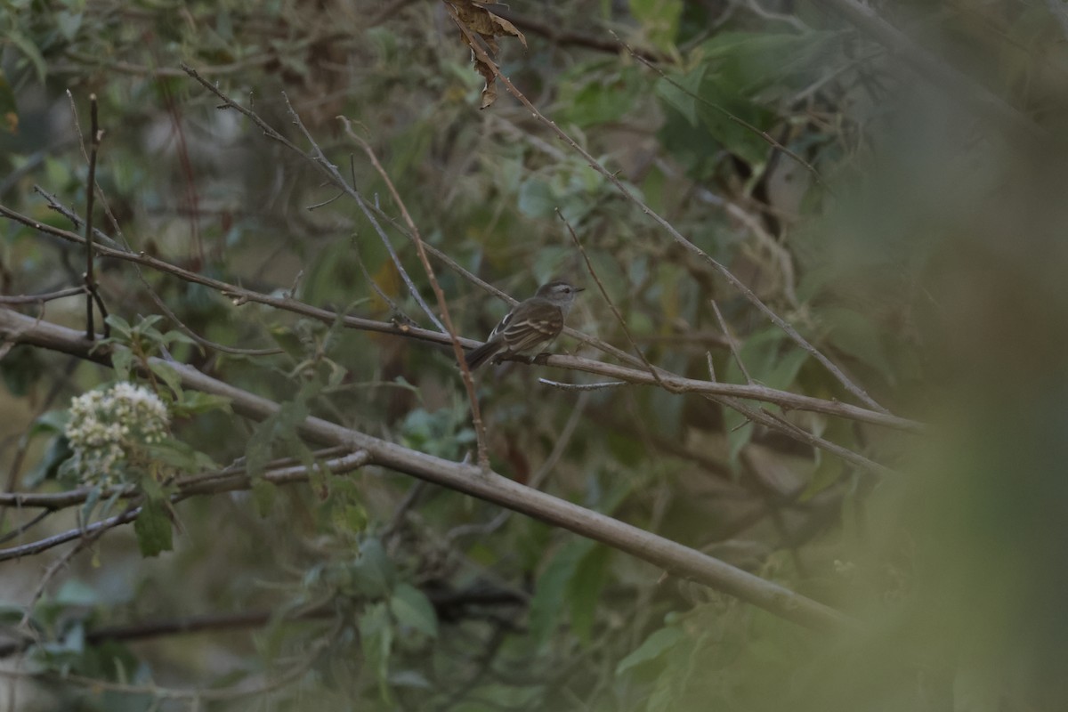 Marañon Tyrannulet - ML643180643