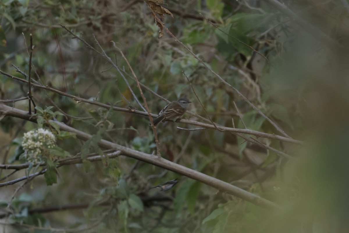 Marañon Tyrannulet - ML643180645