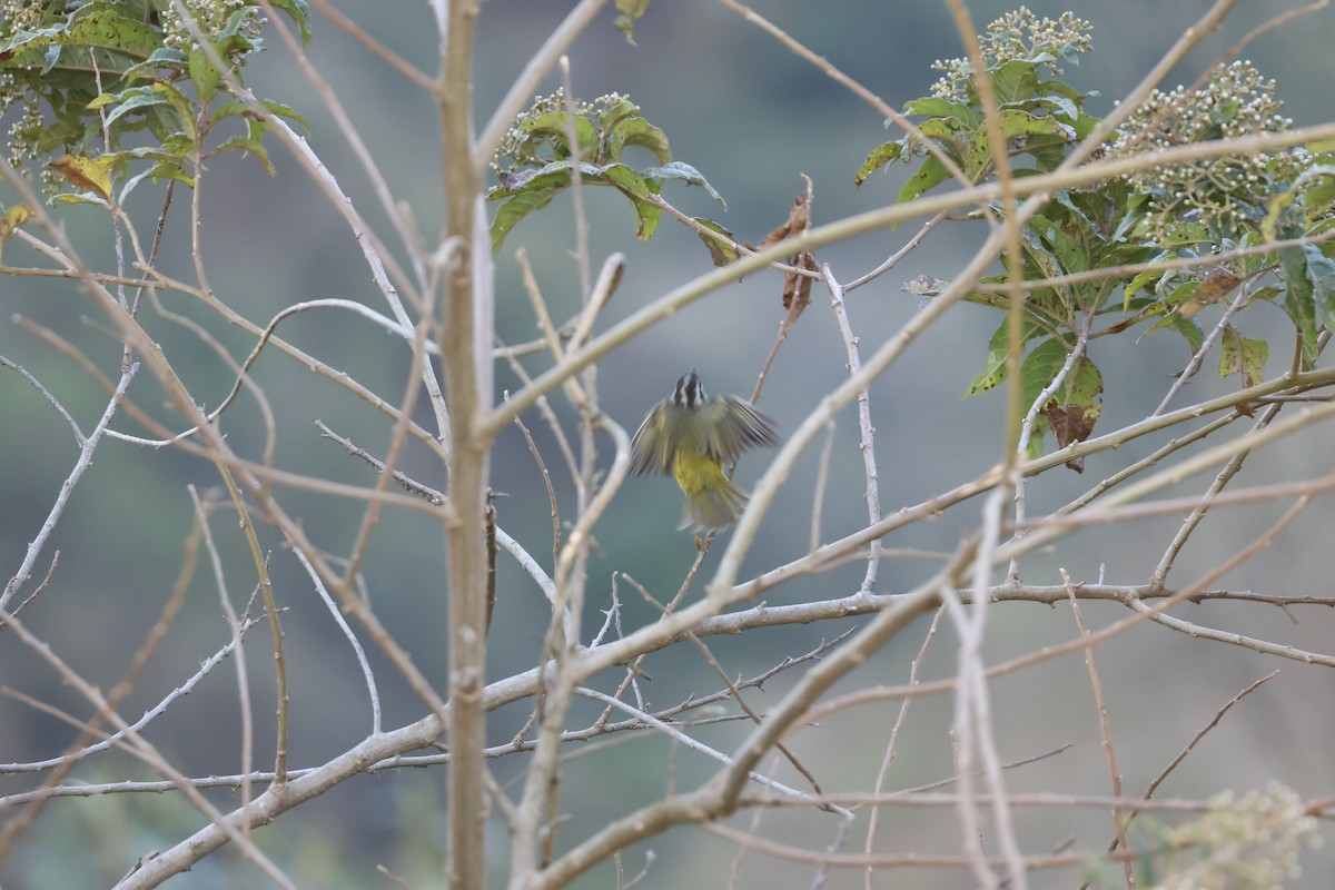 Three-banded Warbler - ML643180648