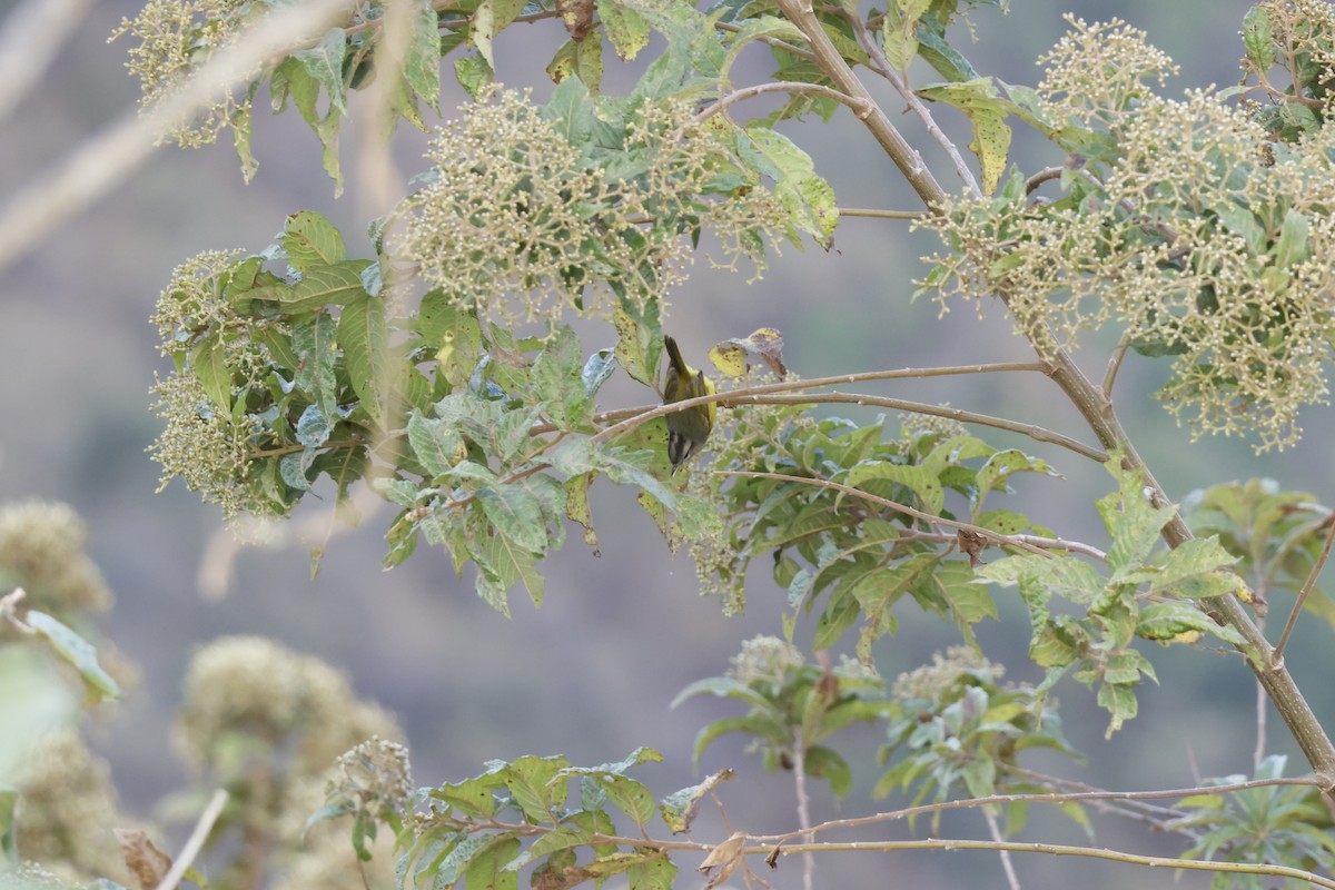 Three-banded Warbler - ML643180650