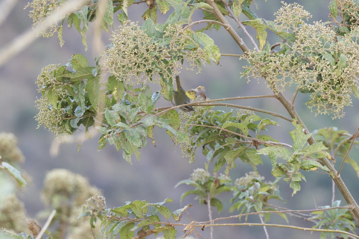 Three-banded Warbler - ML643180651