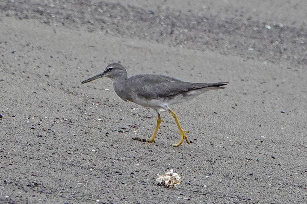 Wandering Tattler - ML643180656