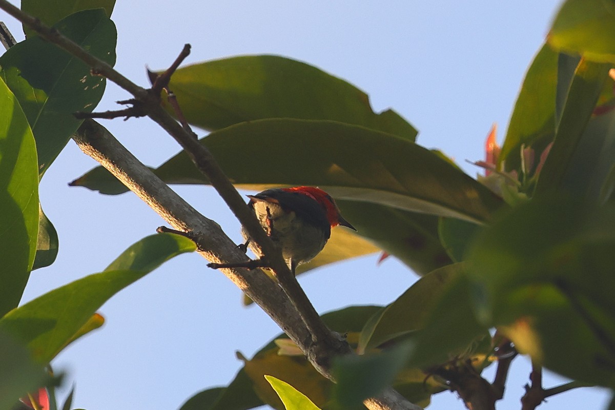 Scarlet-headed Flowerpecker - ML643180664
