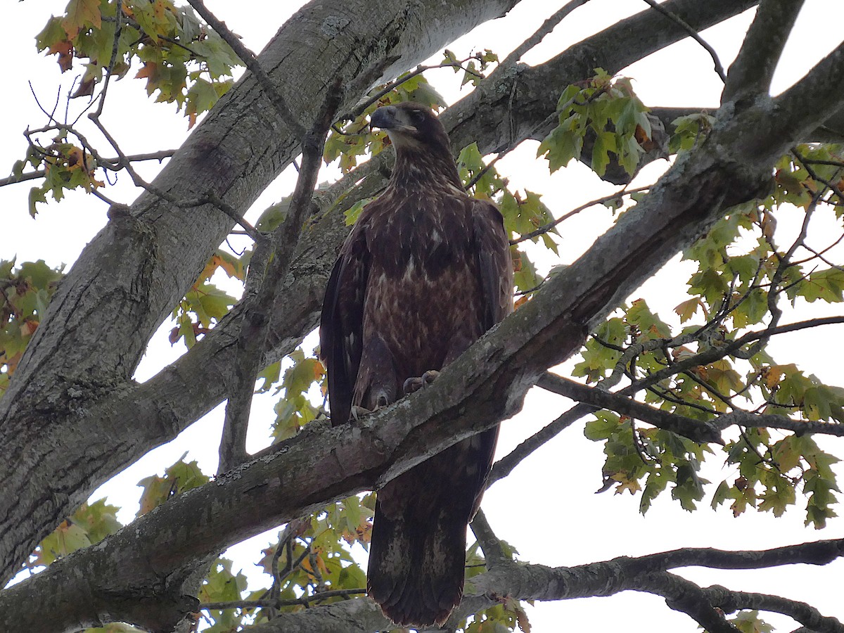 Bald Eagle - ML643180665