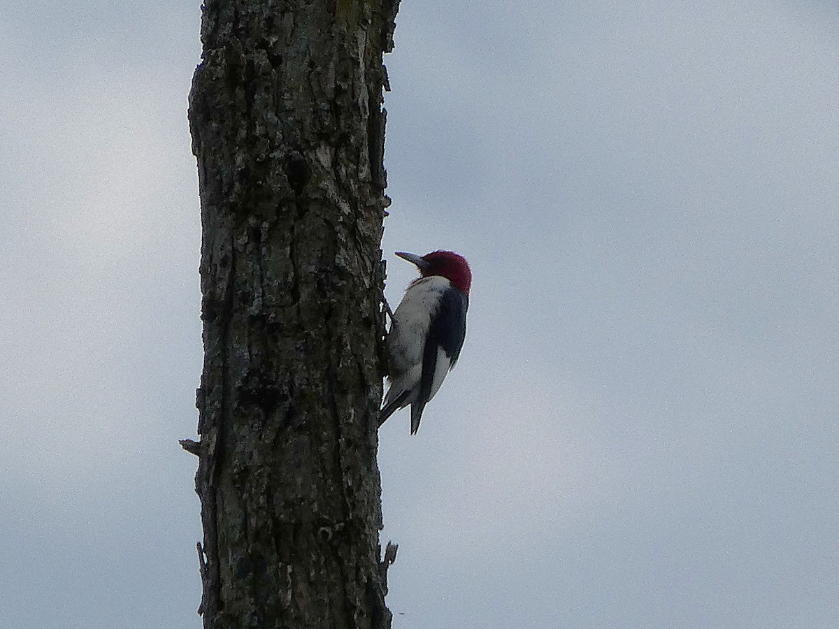 Red-headed Woodpecker - ML643180672