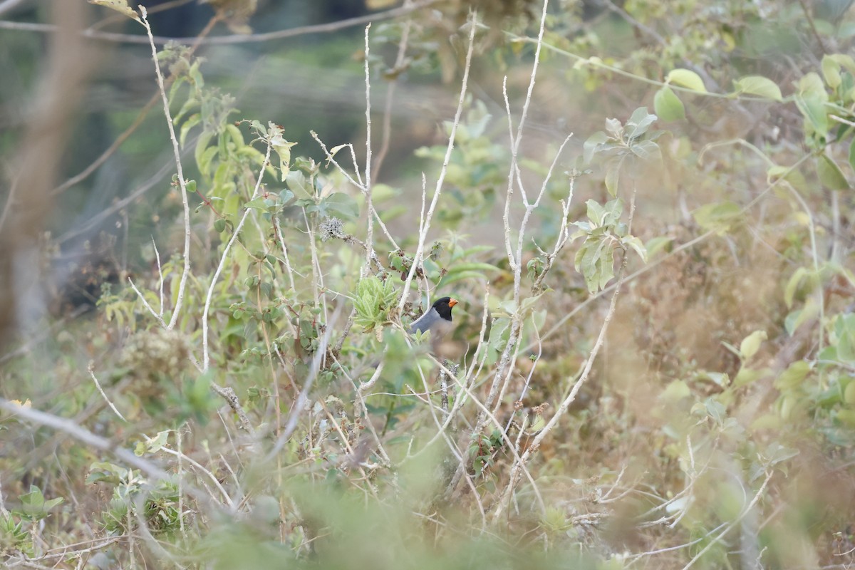 Black-cowled Saltator - ML643180681