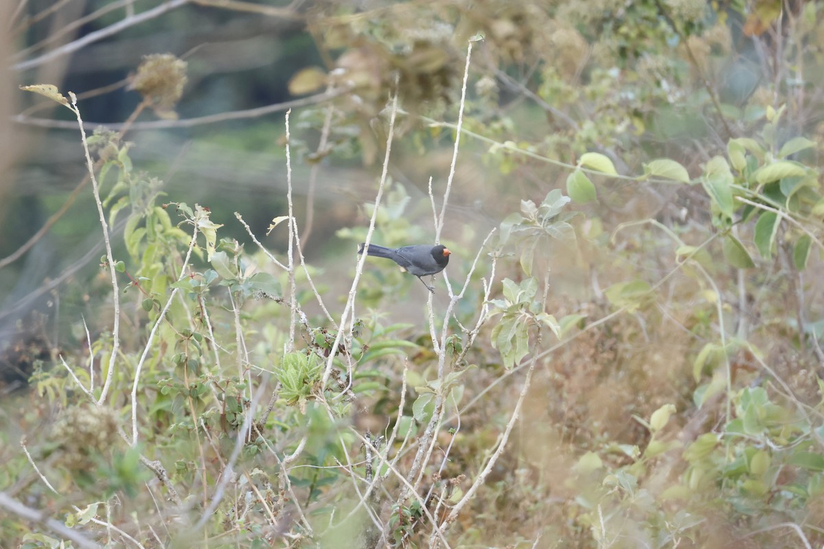 Black-cowled Saltator - ML643180682