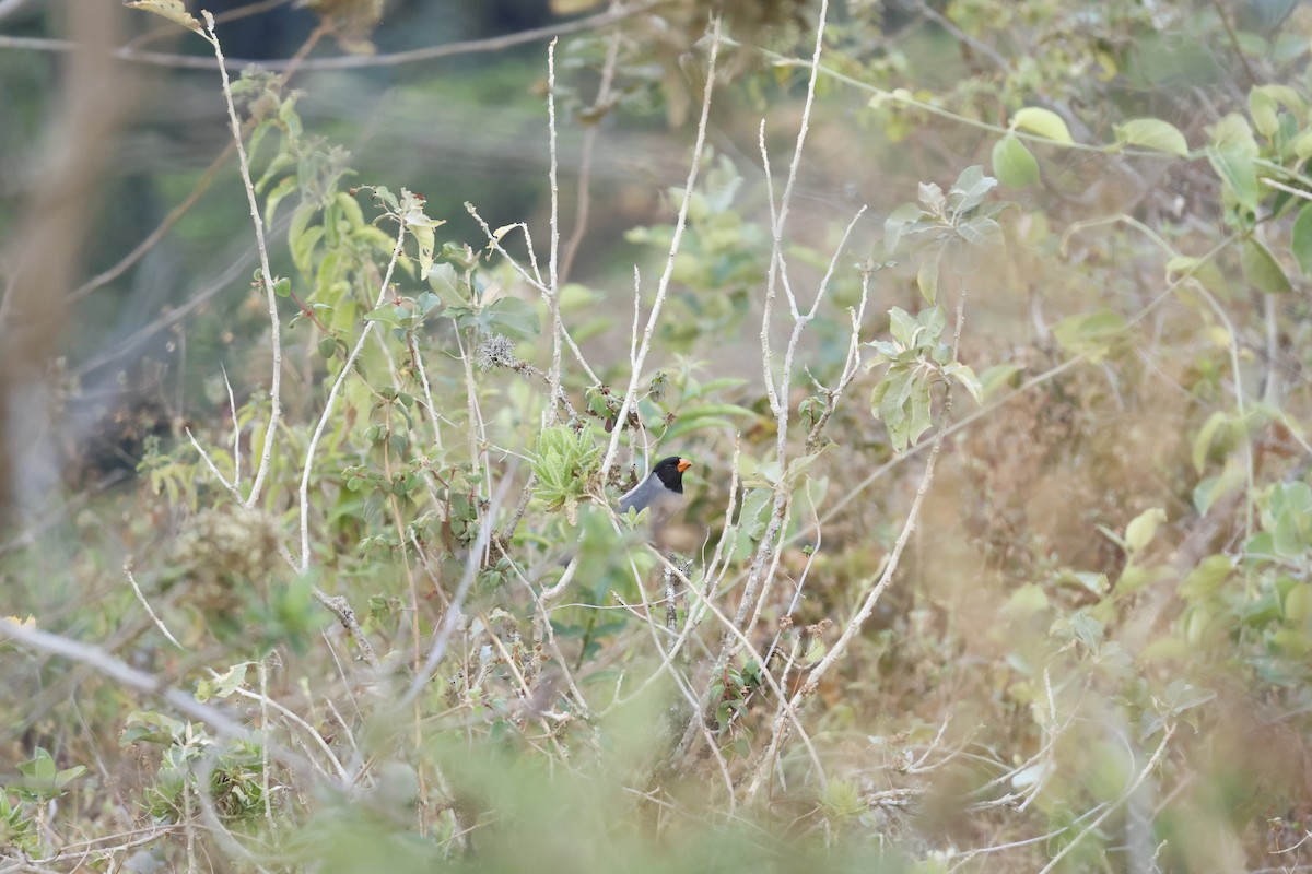 Black-cowled Saltator - ML643180683