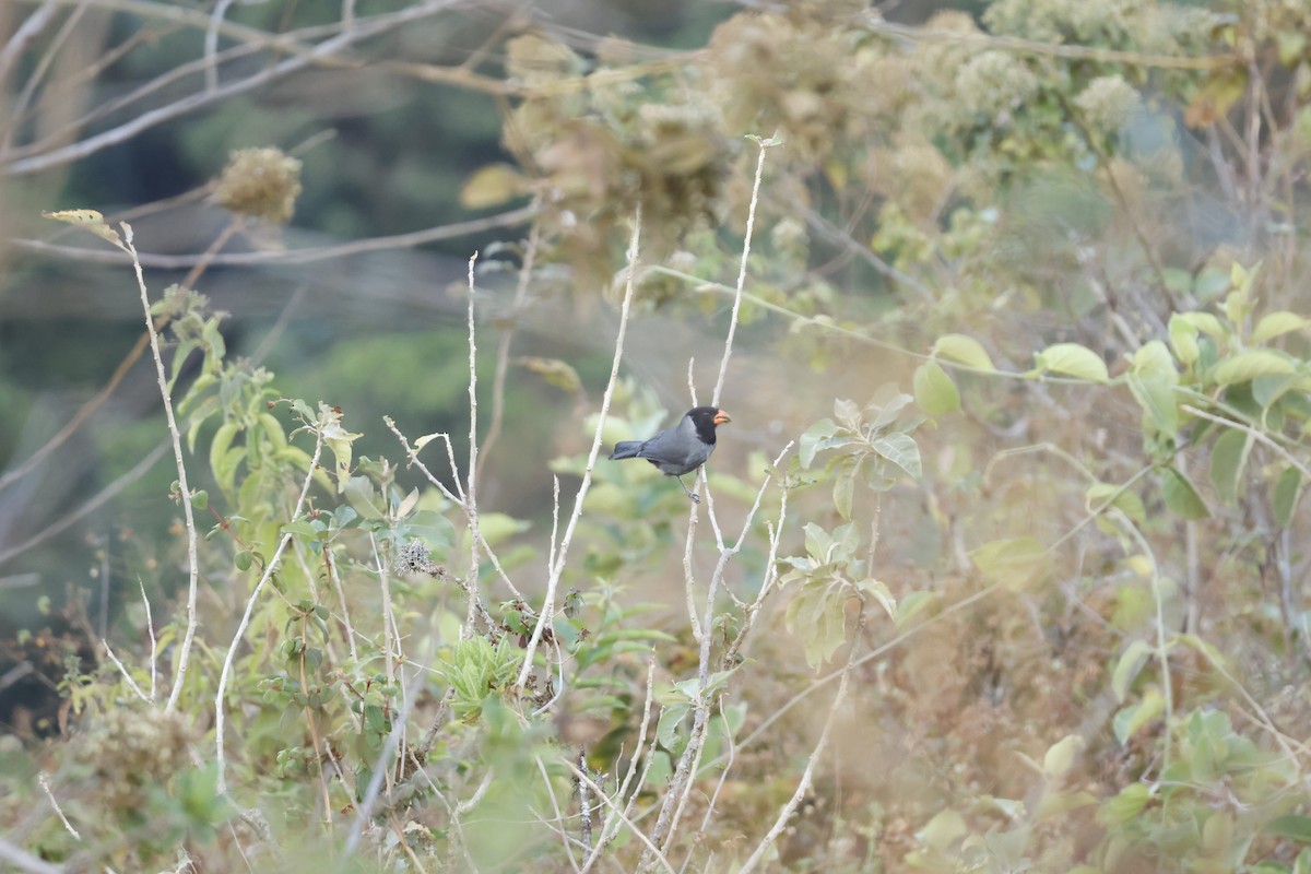 Black-cowled Saltator - ML643180684