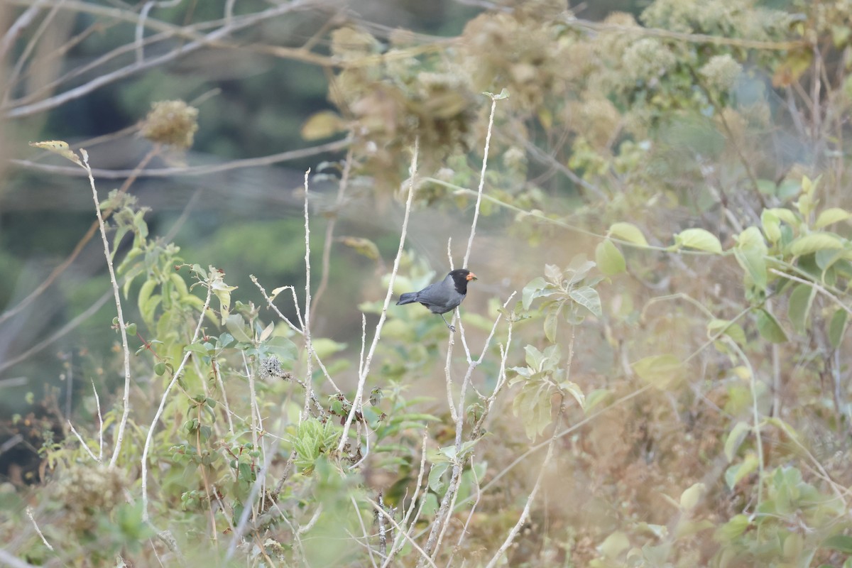 Black-cowled Saltator - ML643180685