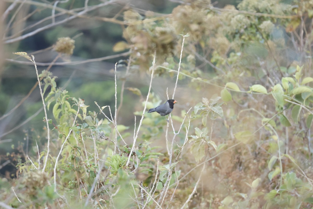 Black-cowled Saltator - ML643180686