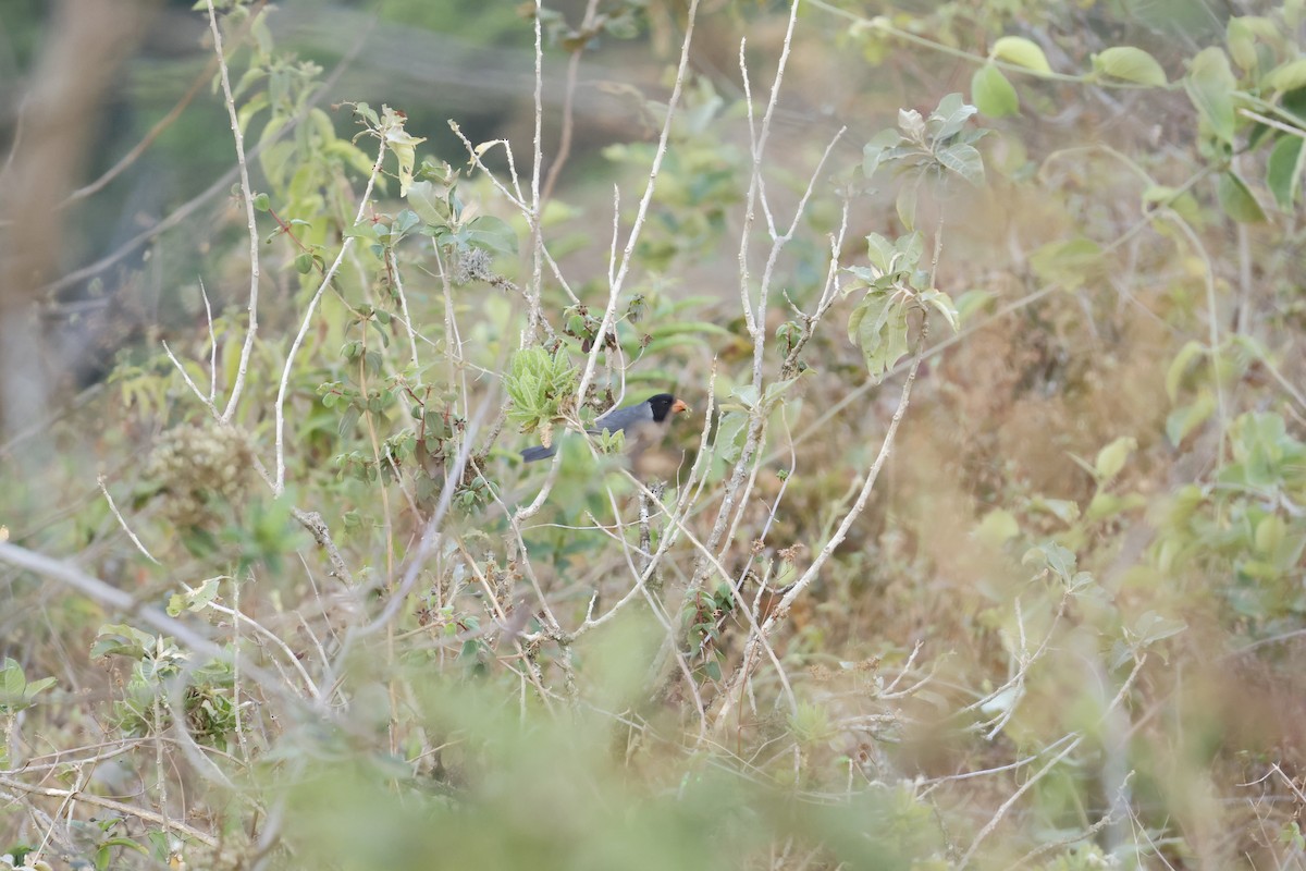 Black-cowled Saltator - ML643180687