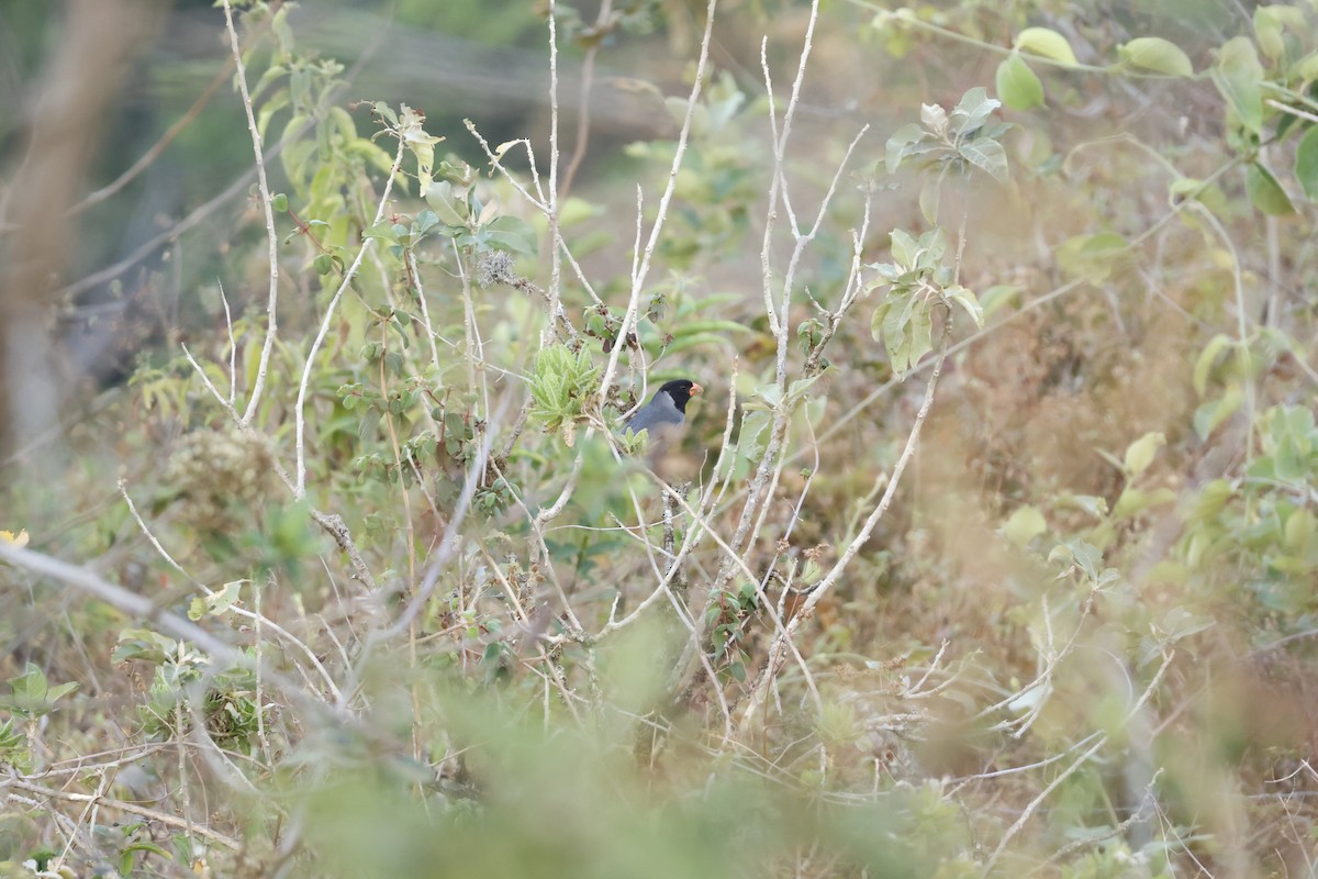 Black-cowled Saltator - ML643180688
