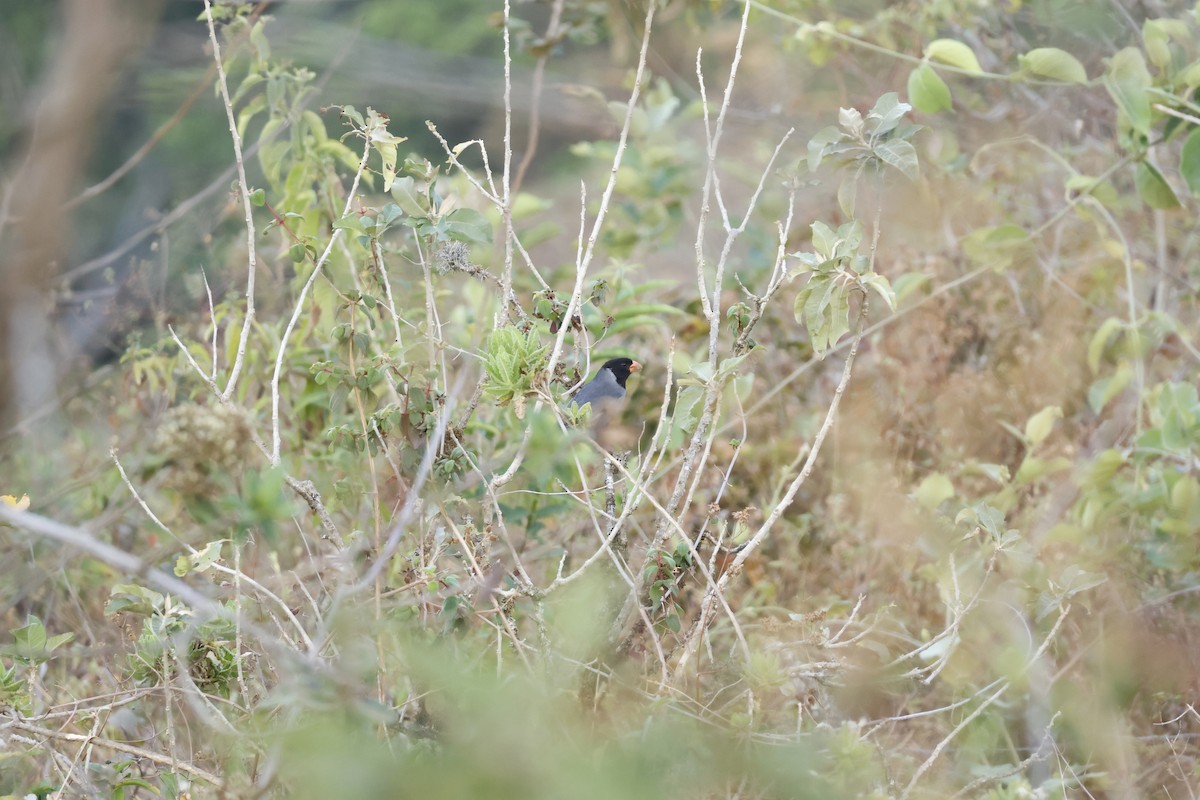 Black-cowled Saltator - ML643180689