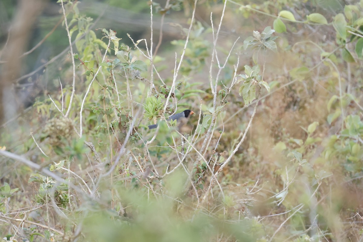 Black-cowled Saltator - ML643180690