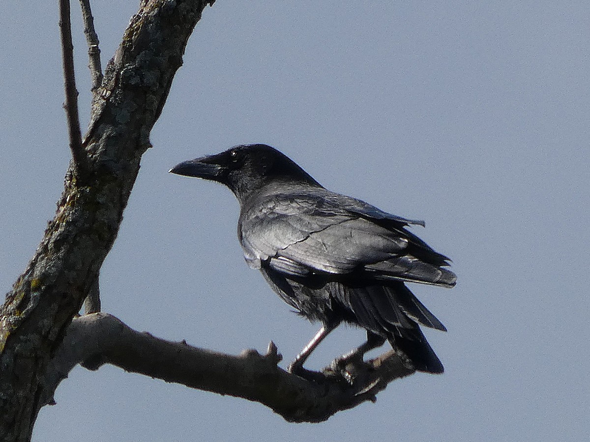 American Crow - ML643180692