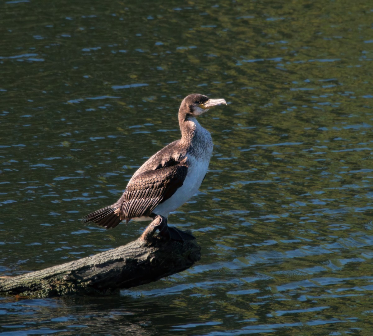 Great Cormorant - ML643180708