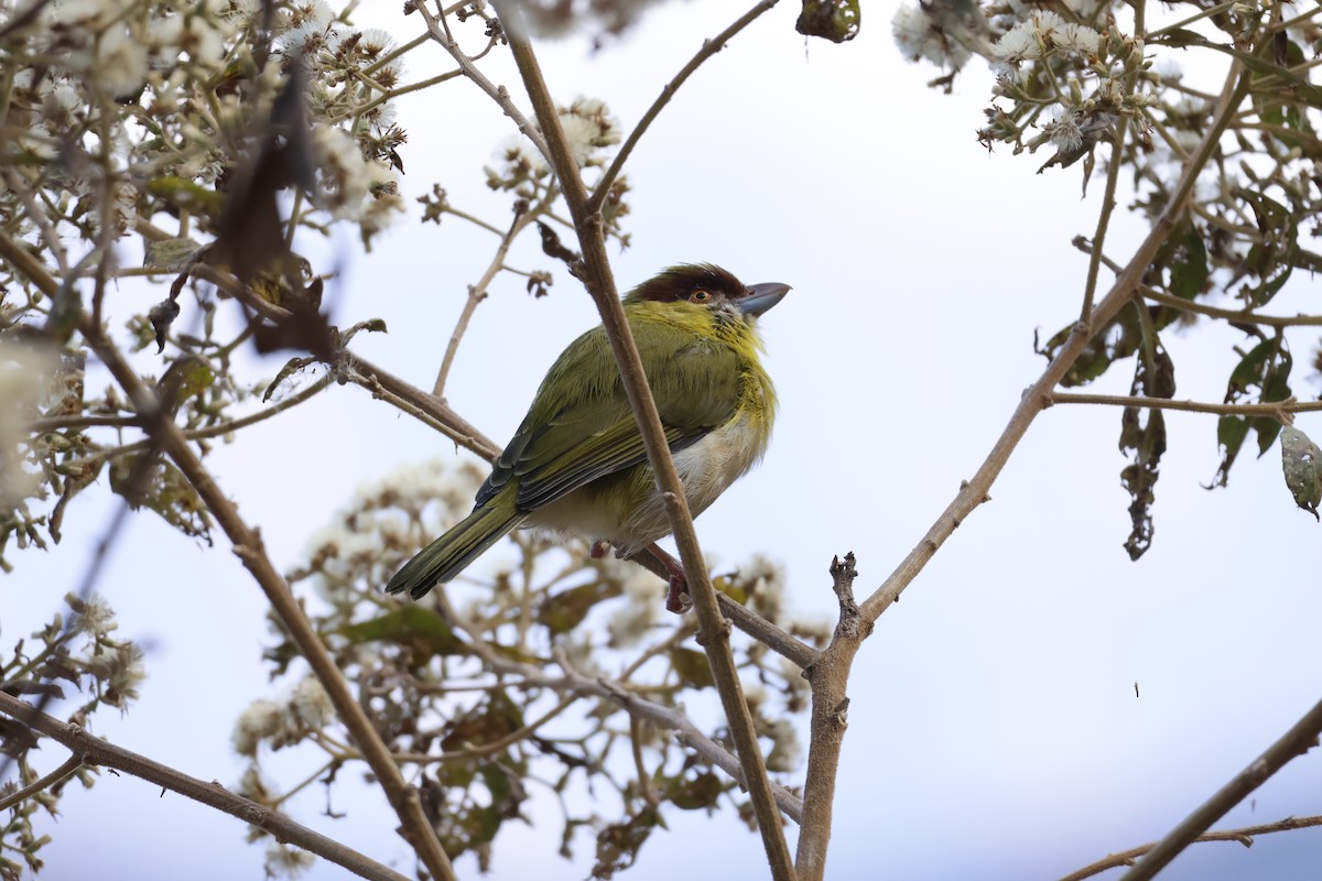 Rufous-browed Peppershrike (Yellow-backed) - ML643180720