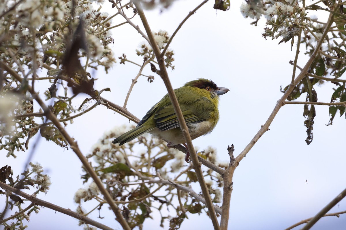 Rufous-browed Peppershrike (Yellow-backed) - ML643180721
