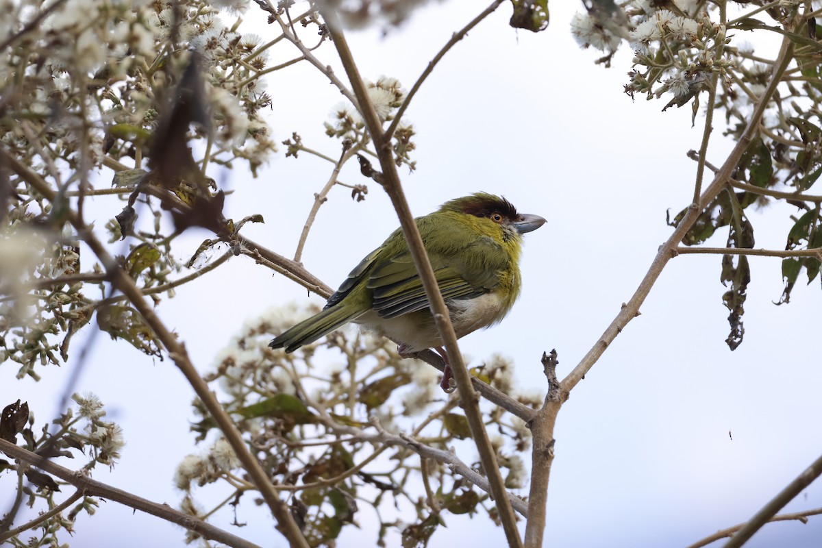 Rufous-browed Peppershrike (Yellow-backed) - ML643180722