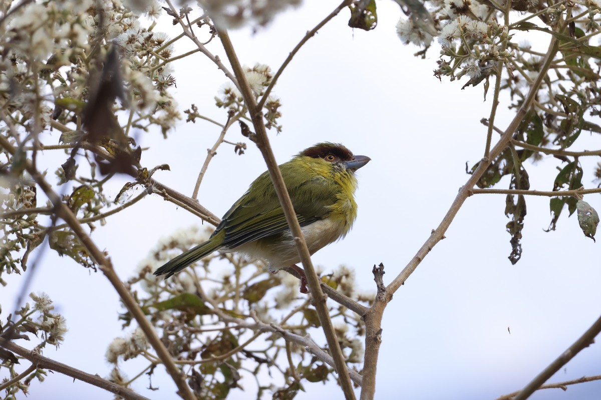 Rufous-browed Peppershrike (Yellow-backed) - ML643180723