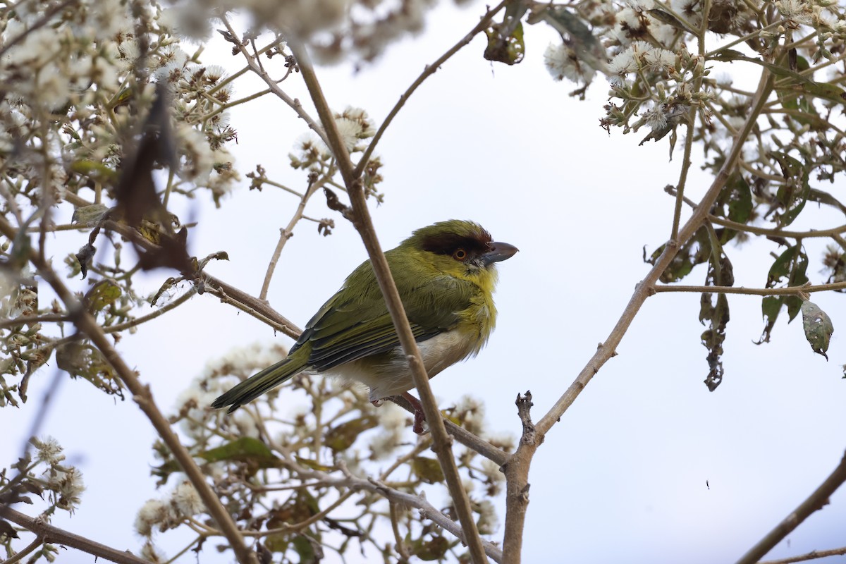 Rufous-browed Peppershrike (Yellow-backed) - ML643180724