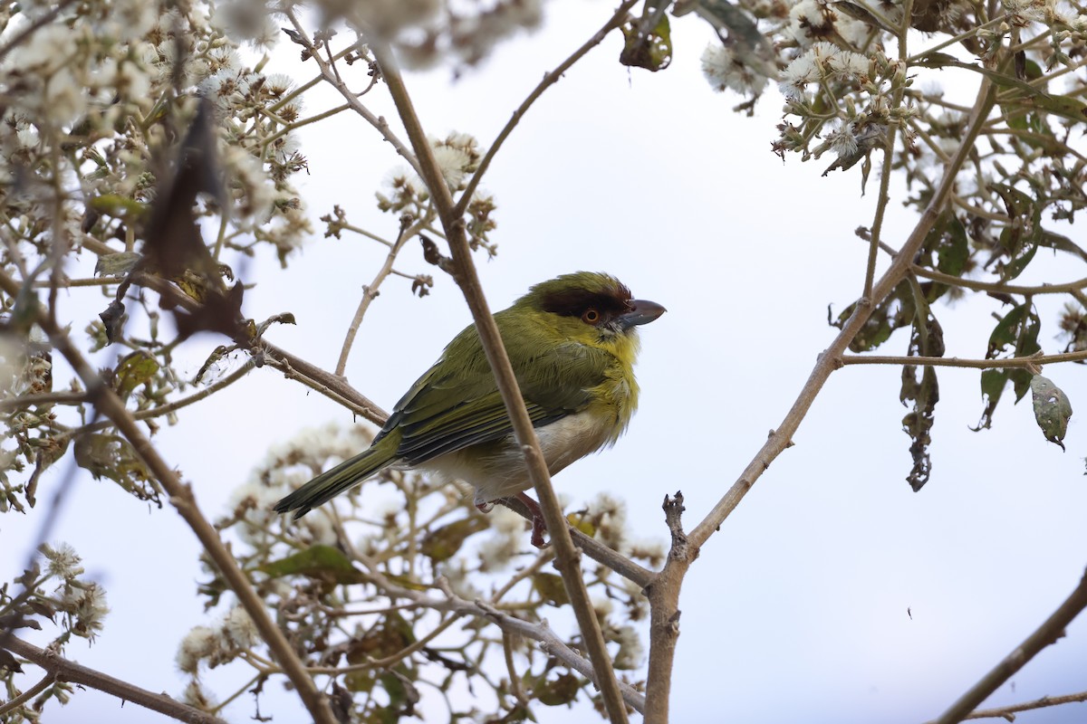 Rufous-browed Peppershrike (Yellow-backed) - ML643180725