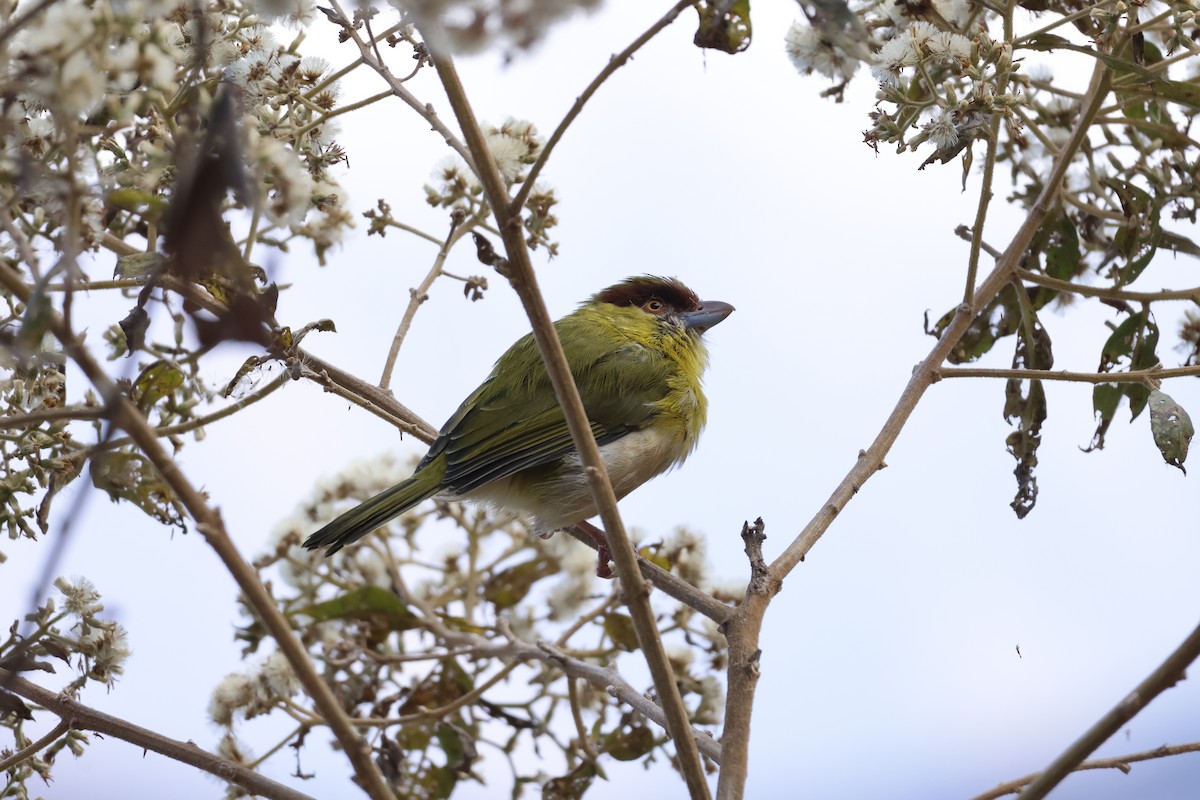 Rufous-browed Peppershrike (Yellow-backed) - ML643180726