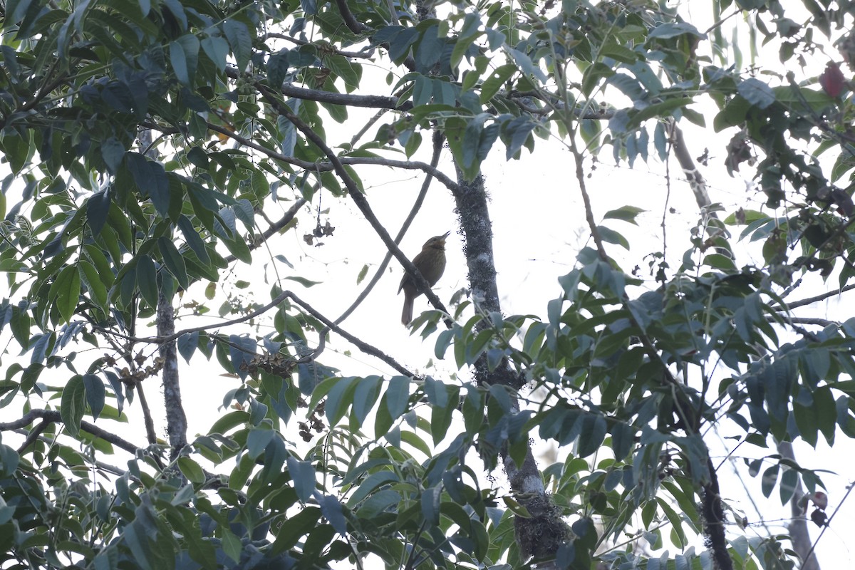 Rufous-necked Foliage-gleaner - ML643180750