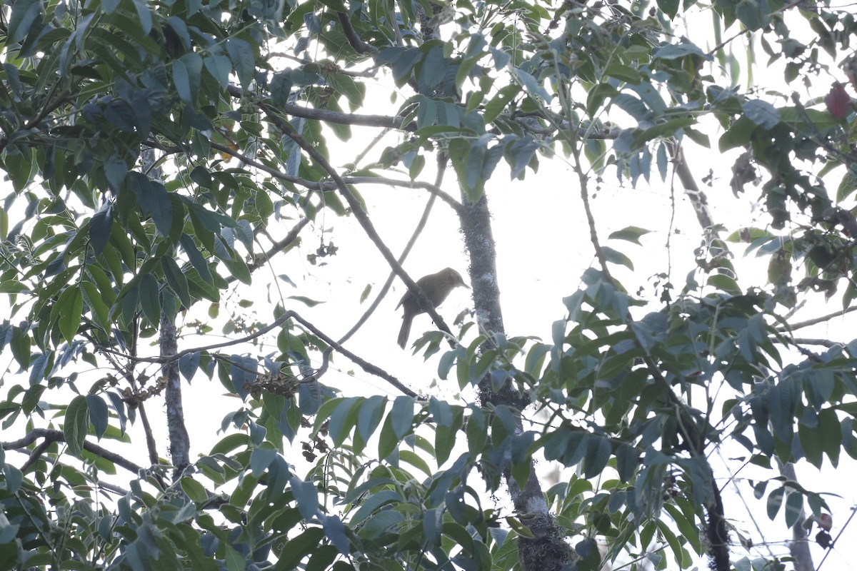 Rufous-necked Foliage-gleaner - ML643180752