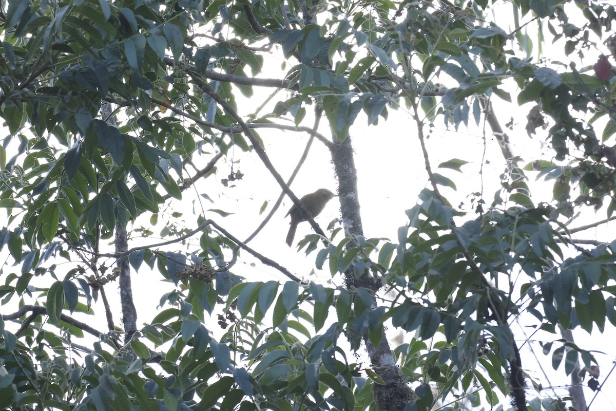 Rufous-necked Foliage-gleaner - ML643180753