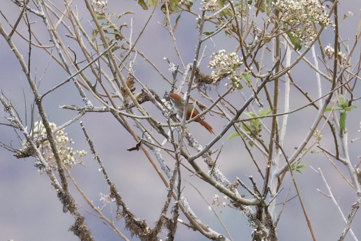 Line-cheeked Spinetail (Line-cheeked) - ML643180758